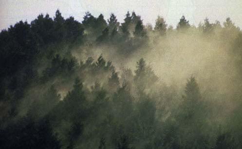 Une foret de cedre dans un brouillard de pollen